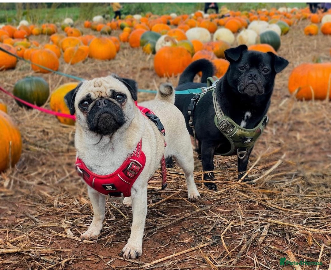 Pug dogs for sale: Chug and pug  - Image 14