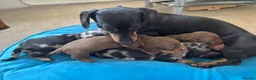 Miniature Dachshund dogs for sale: 4 Gorgeous Miniature Dachshund puppies - Advert 6