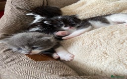 Mixed Breed cats for sale: beautiful kittens - Image 23
