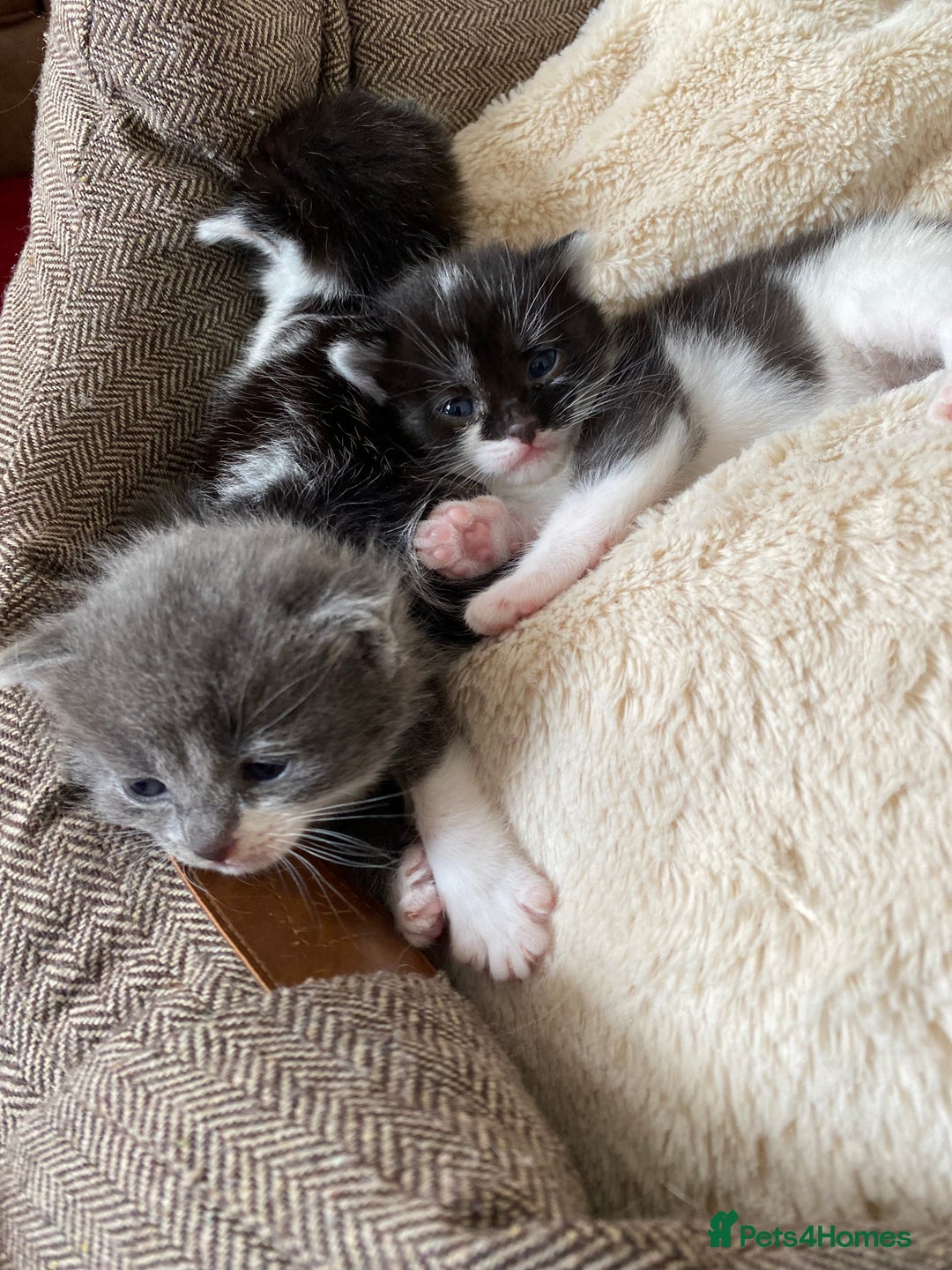 Mixed Breed cats for sale: beautiful kittens - Image 23
