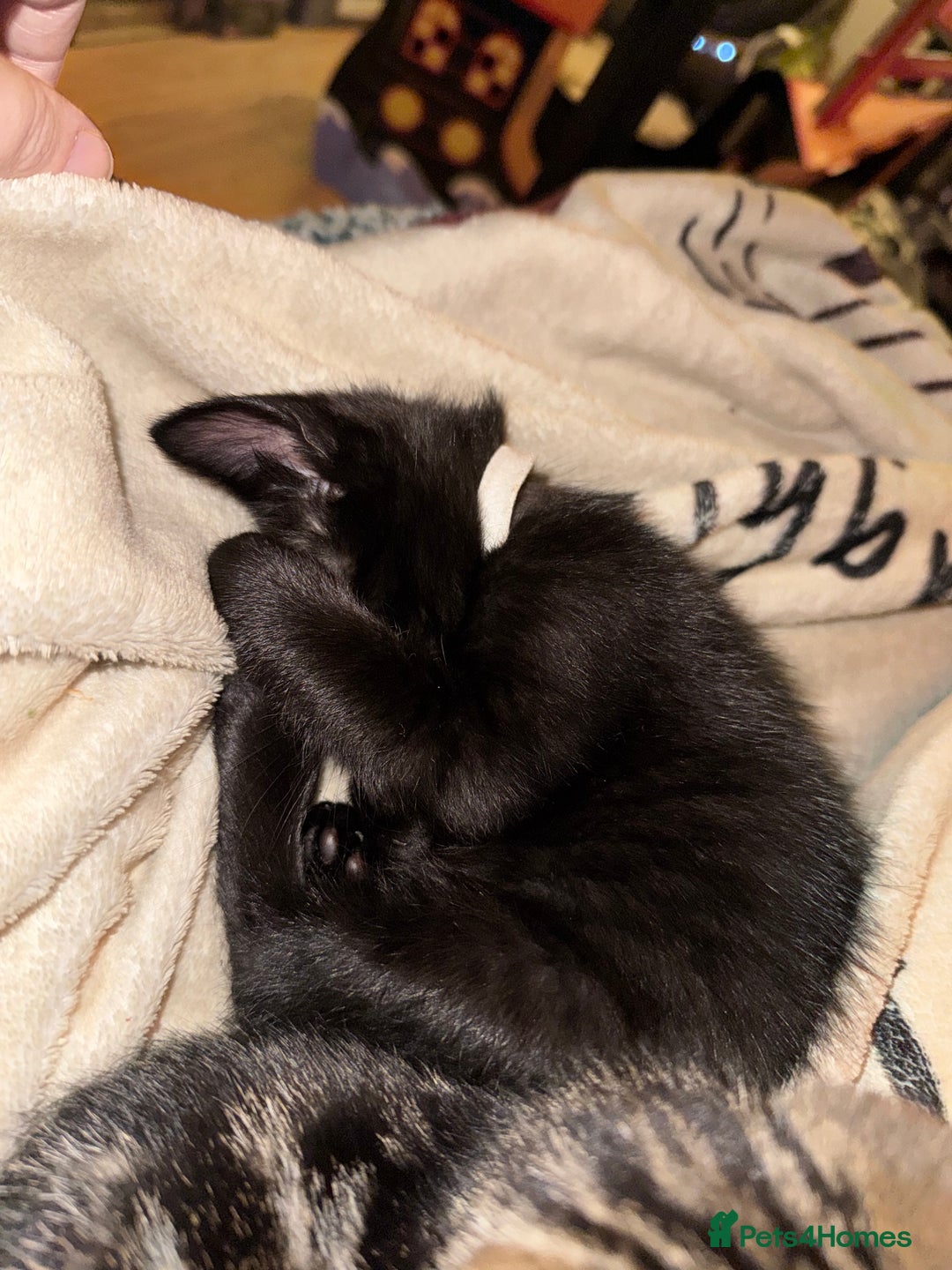 Mixed Breed cats for sale: Melanistic bengals/siamese’s (bengalese) - Advert 18