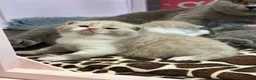 British Shorthair cats for sale: 💜 Chunky British Shorthair Kittens 💙  - Advert 4