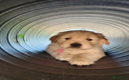 Golden Retriever dogs for sale: Golden retriever pups 5 girls and 4 boy available - Image 9