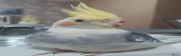 Cockatiels birds for sale: TAMED PAIR COCKATIELS (includes everything) in Stalybridge - Advert 4