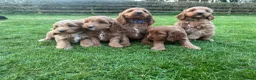 Cockapoo dogs for sale: Gorgeous show type cockapoo Puppys  - Advert 5