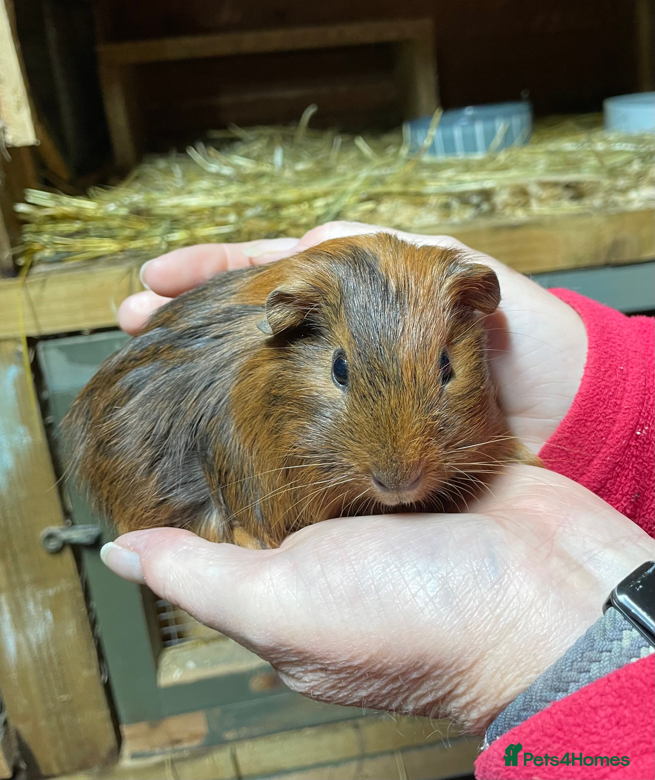 Guinea Pig rodents Bonded pair of baby guinea pigs - Advert 1