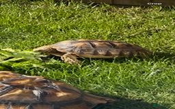 Tortoise reptiles for sale: 2 x Sulcata Tortoise - Image 10