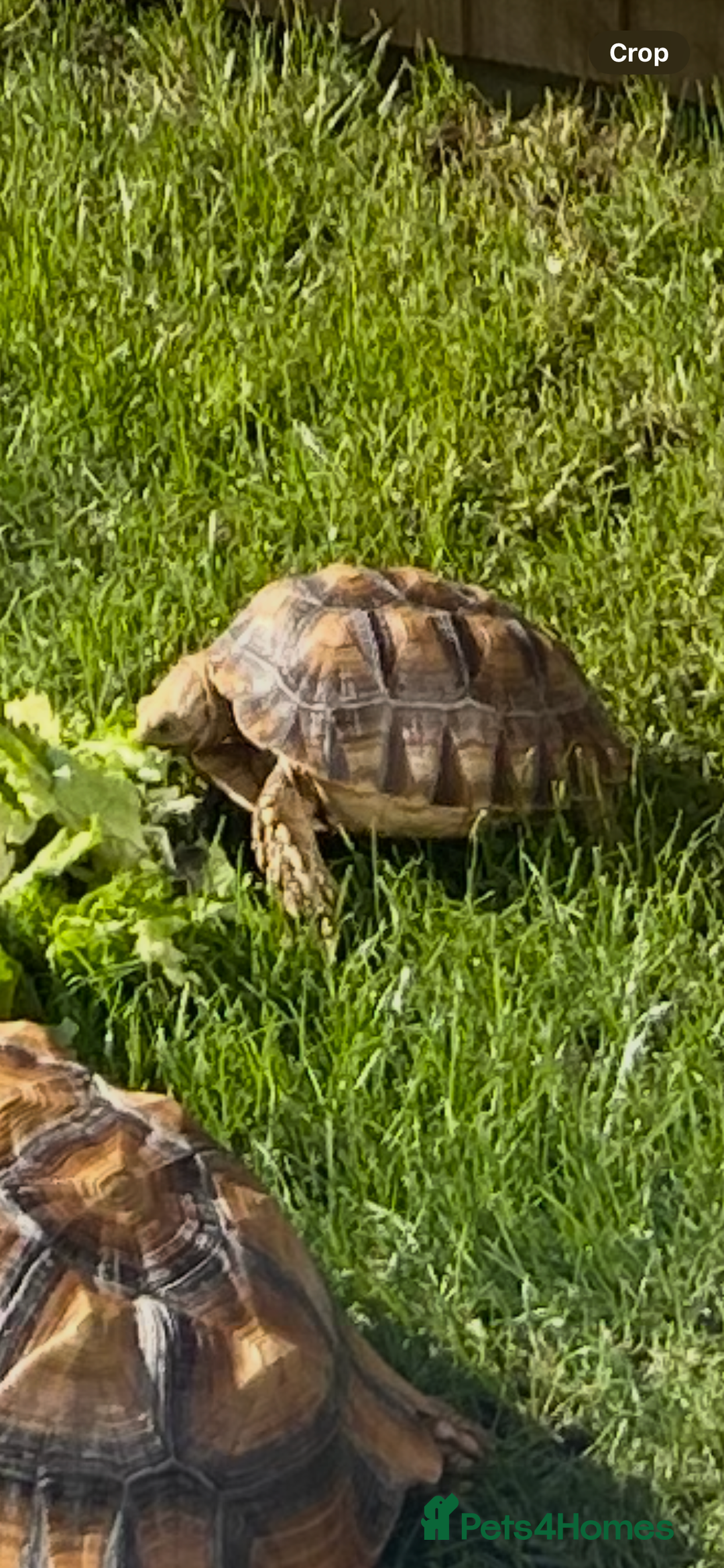 Tortoise reptiles for sale: 2 x Sulcata Tortoise - Image 10