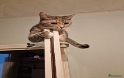 Bengal cats for sale: Lunna - Advert 3