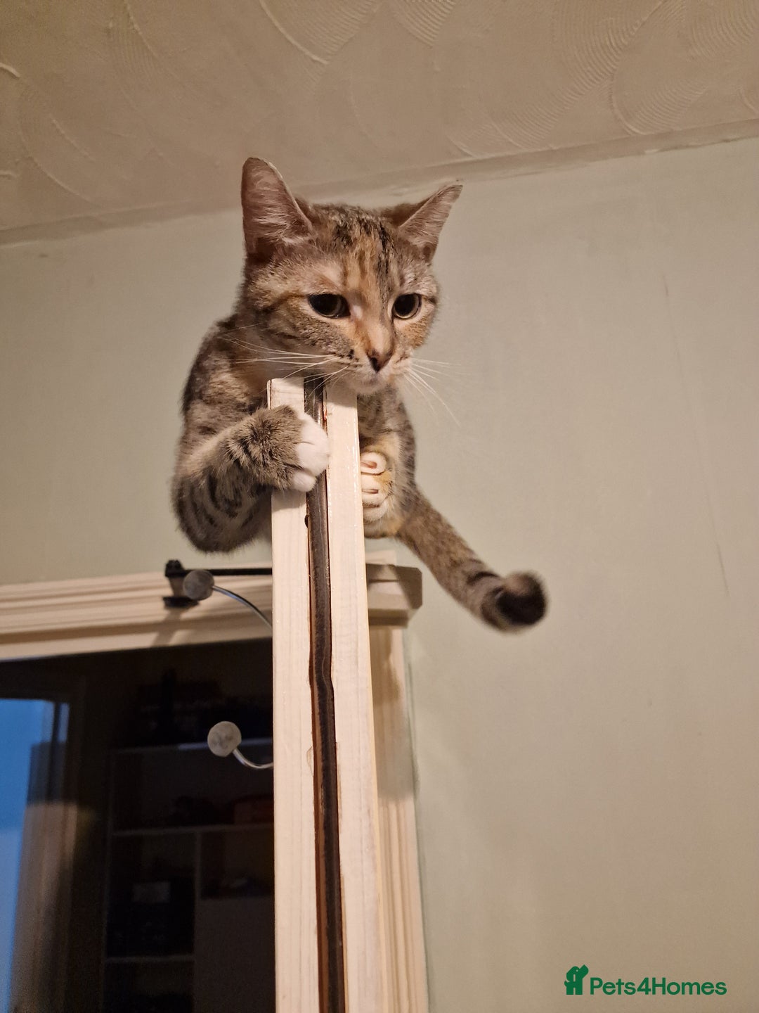 Bengal cats for sale: Lunna - Advert 3