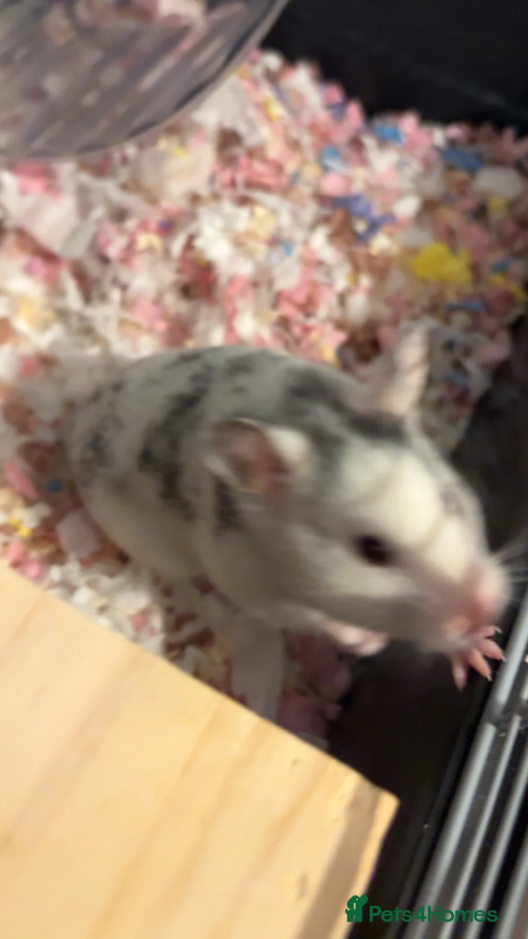 Hamster rodents for sale: Female syrian - Advert 2