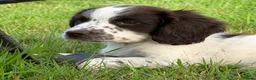 English Springer Spaniel dogs for sale: Stunning KC Reg springer spaniels in South Molton - Advert 9