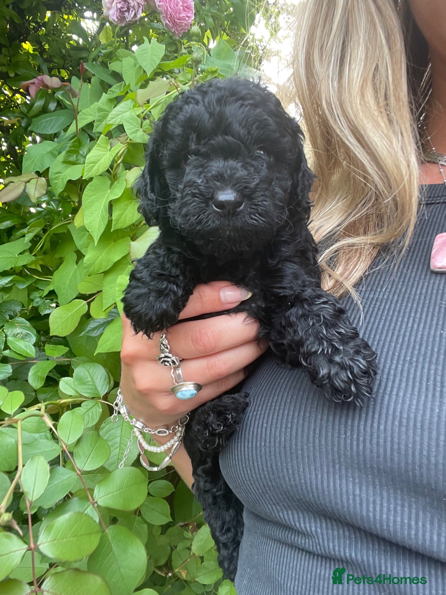 Cockapoo dogs Beautiful F2B Cockapoos 1 x girl 1 x boy - Black - Advert 17