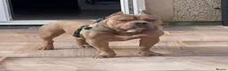 Mixed Breed dogs for stud: Pocket bully  for stud  - Advert 2