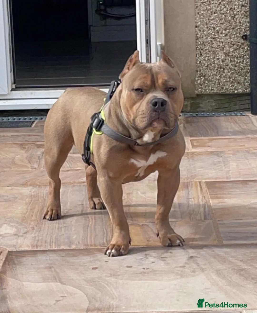 Mixed Breed dogs for stud: Pocket bully  for stud  - Advert 2