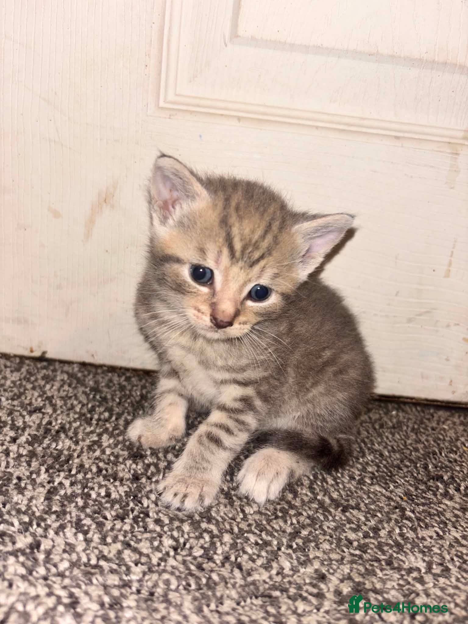 Mixed Breed cats Kittens - Advert 2