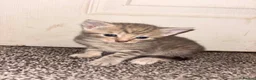 Mixed Breed cats for sale: Kittens in Dudley - Advert 1