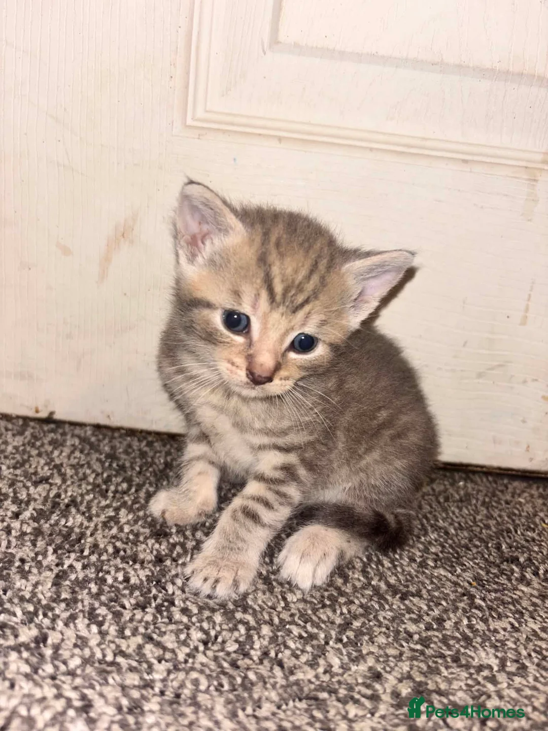 Mixed Breed cats for sale: Kittens in Dudley - Advert 1