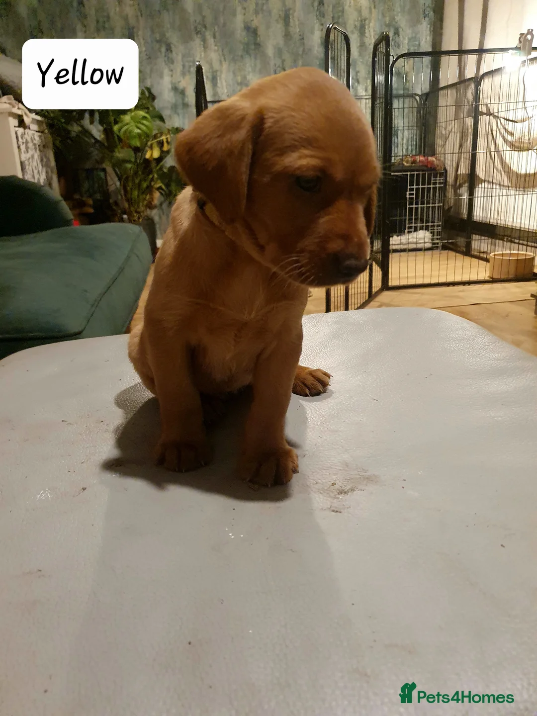 Labrador Retriever dogs for sale: Deep Fox Red KC Labs - Advert 10