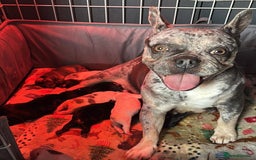 French Bulldog dogs for sale: 9 Beautiful French Bulldog Puppies for Sale - Image 2