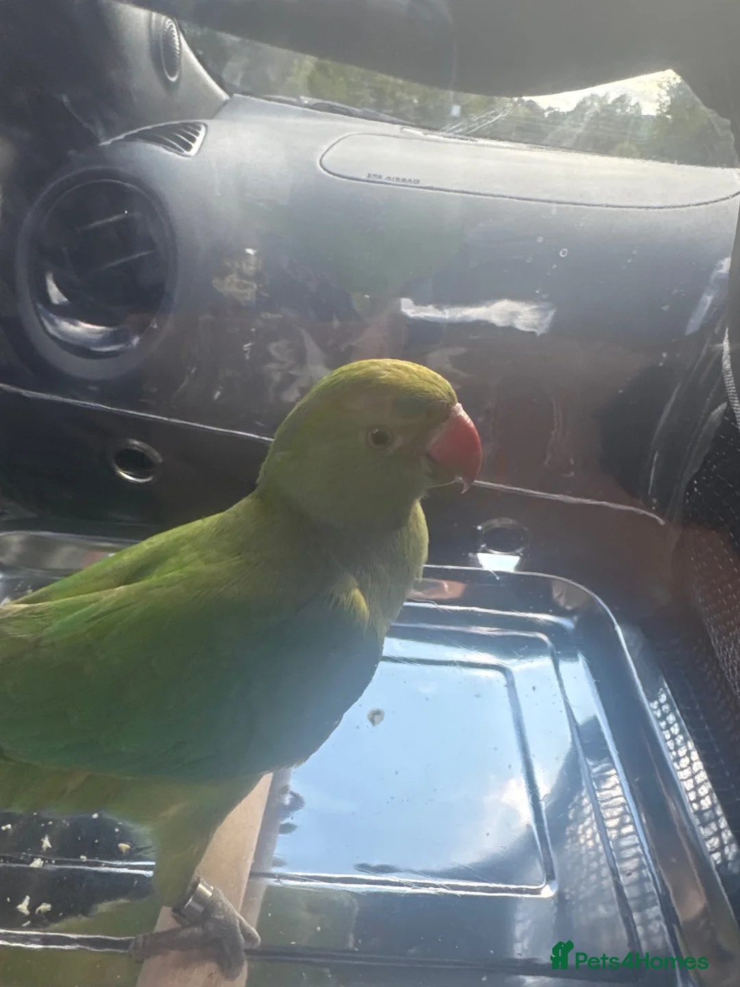 Ringnecks birds for sale: One year old and baby Indian ringneck  - Advert 7