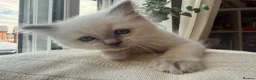 Ragdoll cats for sale: Beautiful Litter of 6 Ragdoll Kittens- 7 weeks old in Ellesmere Port - Advert 2