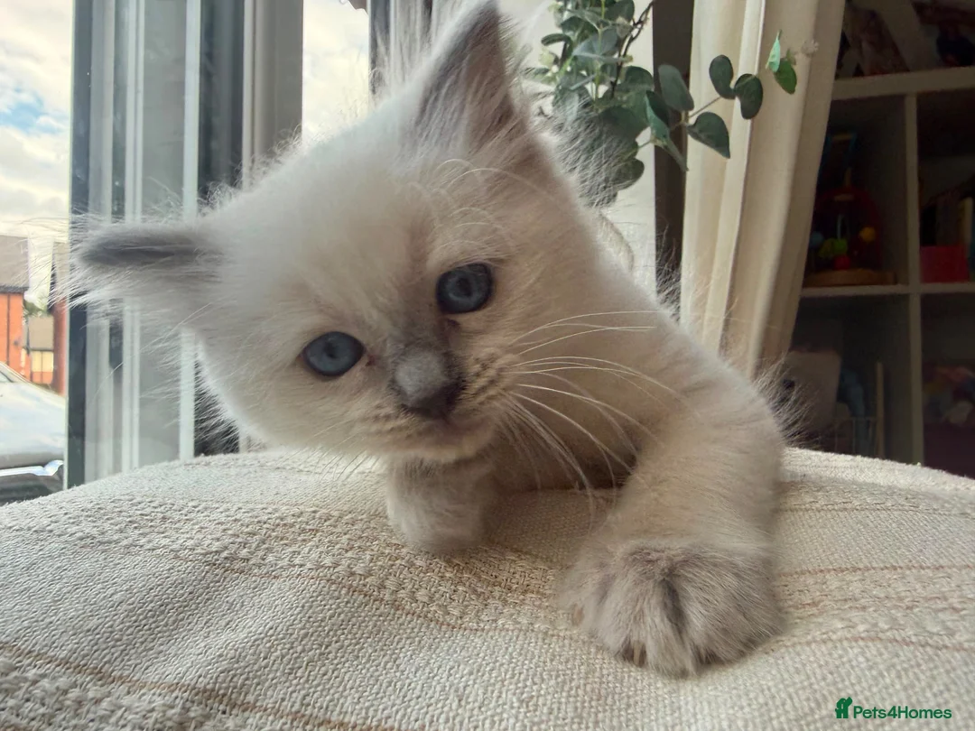 Ragdoll cats for sale: Beautiful Litter of 6 Ragdoll Kittens- 7 weeks old in Ellesmere Port - Advert 2