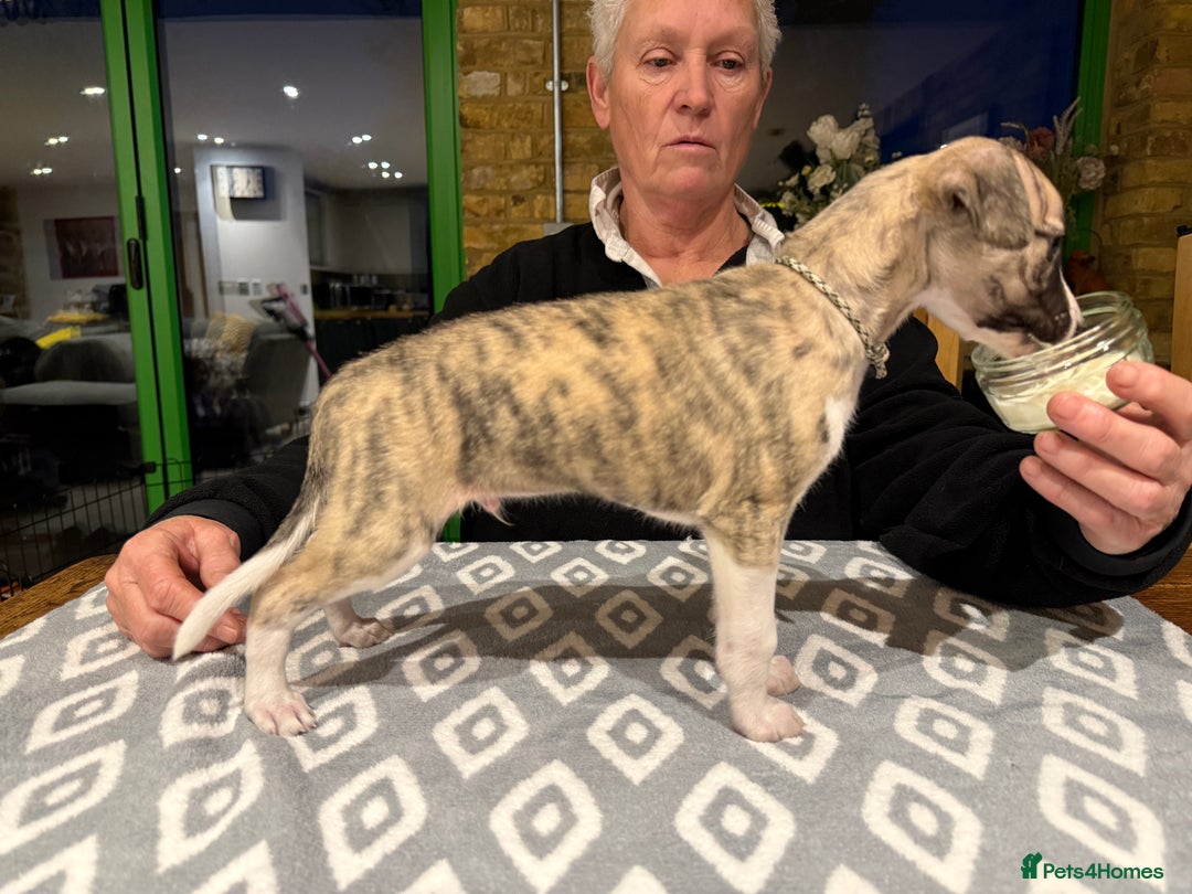 Whippet dogs for sale: Whippet boy - Advert 6