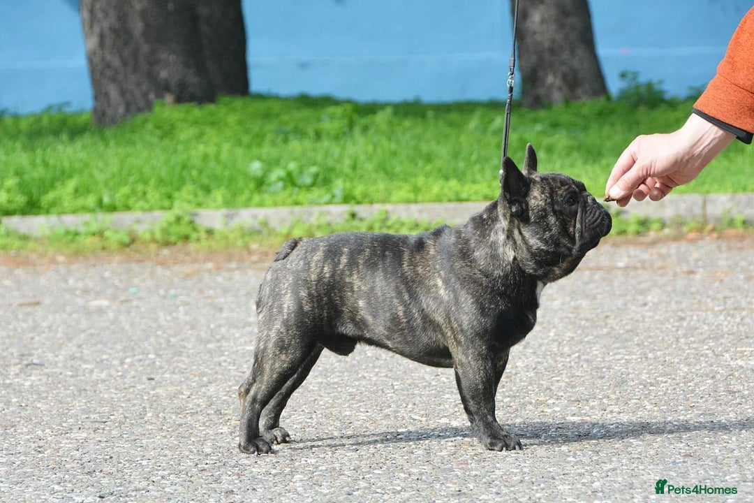 French Bulldog dogs for stud: INTERNATIONAL CHAMPION French Bulldog for STUD - Advert 5