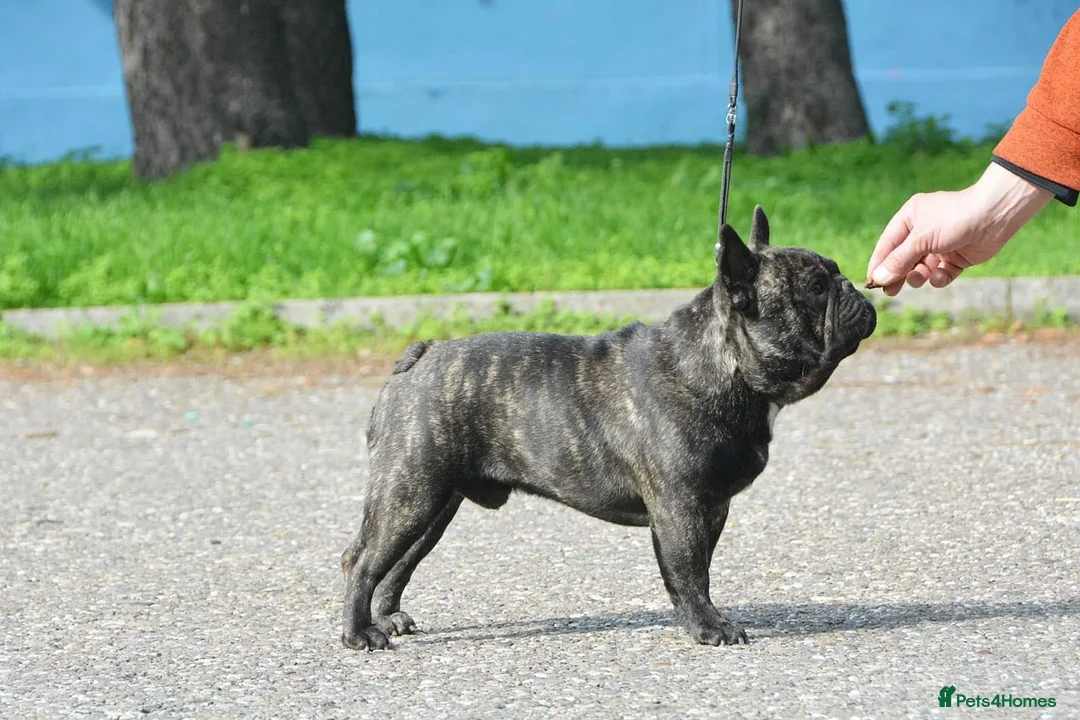 French Bulldog dogs for stud: INTERNATIONAL CHAMPION French Bulldog for STUD - Advert 5