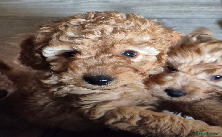 Cockapoo dogs - Advert 16