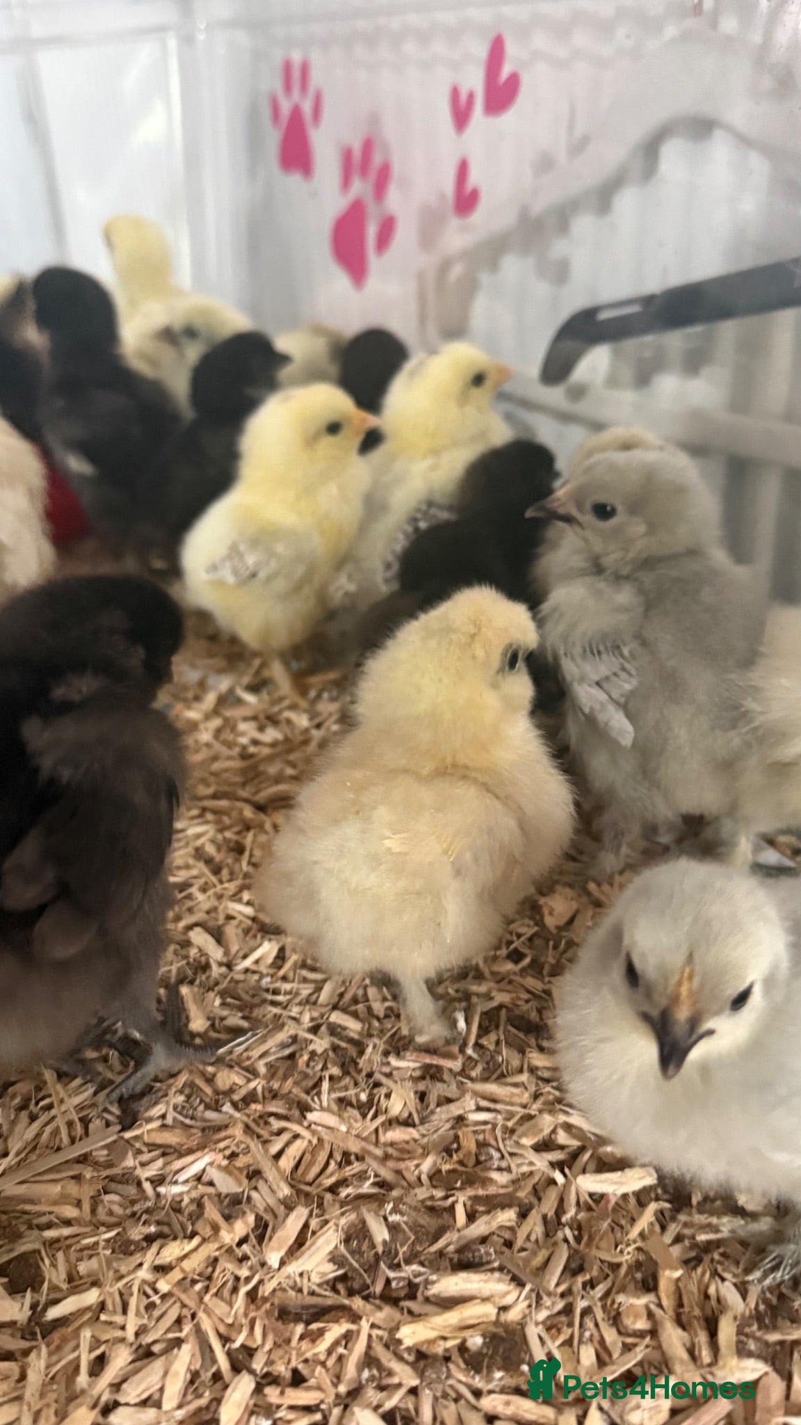 Chickens poultry Chicks available  - Advert 2