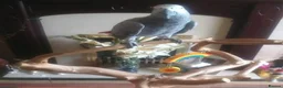 Parrots birds for sale: Beautiful African grey parrot  in Nottingham - Advert 3