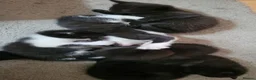 Domestic Shorthair cats for sale: Ready to Fly the Nest  - Advert 9