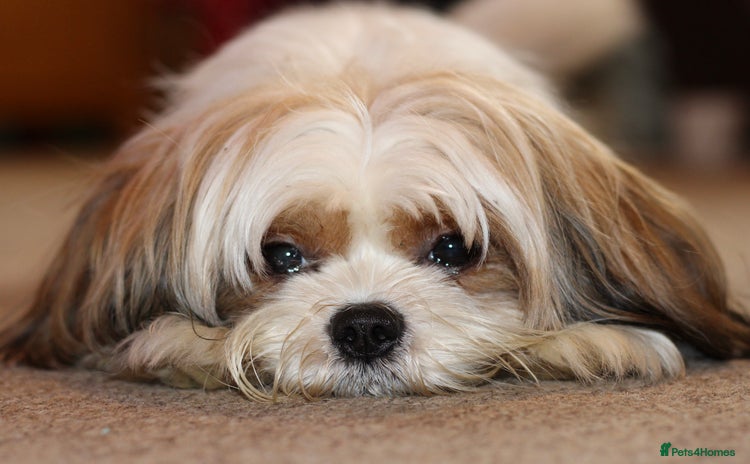 Mixed Breed dogs - Advert 7