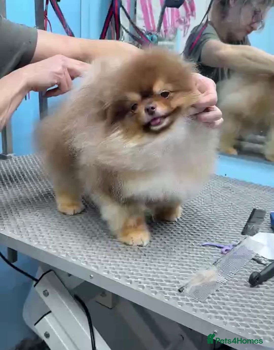 Pomeranian dogs for stud: Top quality proven Pomeranian stud  - Advert 5