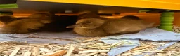 Ducks poultry for sale: Indian Runner Ducklings and other breeds  in Frodsham - Advert 5