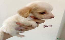 Miniature Dachshund dogs for sale: Longhaired piebald miniature dachshund pups  - Image 4