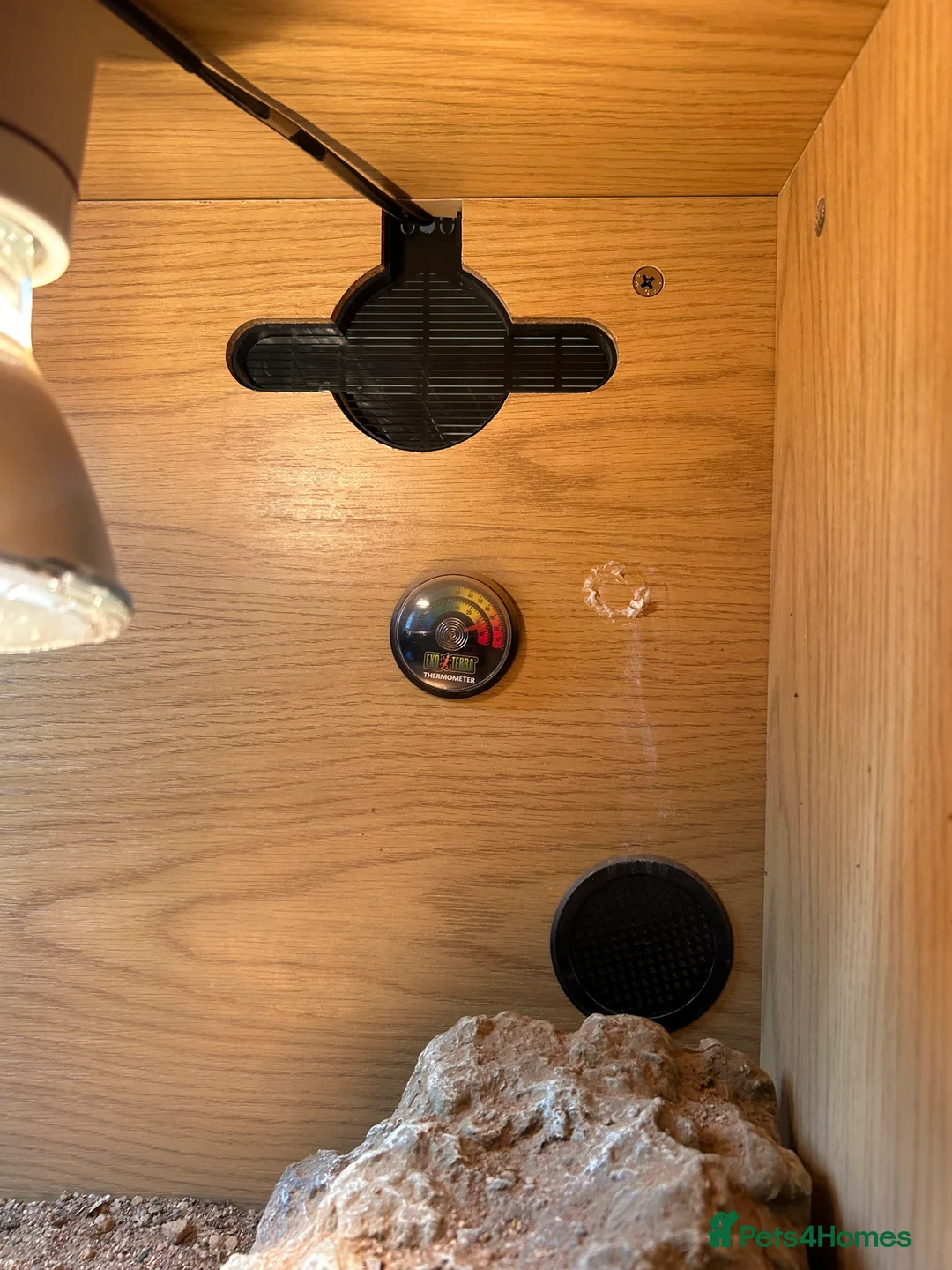 Bearded Dragon reptiles for sale: 1 year old female bearded dragon with enclosure  - Advert 18