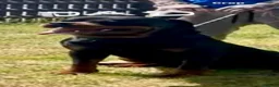 Rottweiler dogs for sale: ROTTWIELER PUPPUES - Advert 13