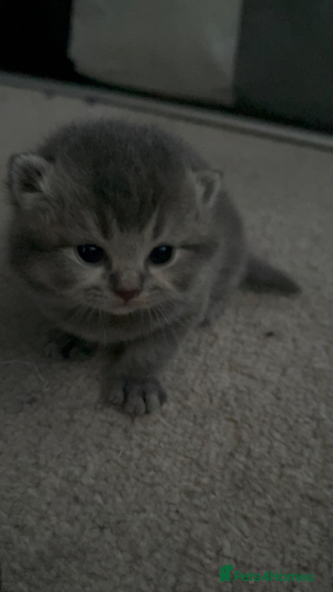 British Shorthair cats British Shorthair Kittens- Rare Colours  - Advert 14