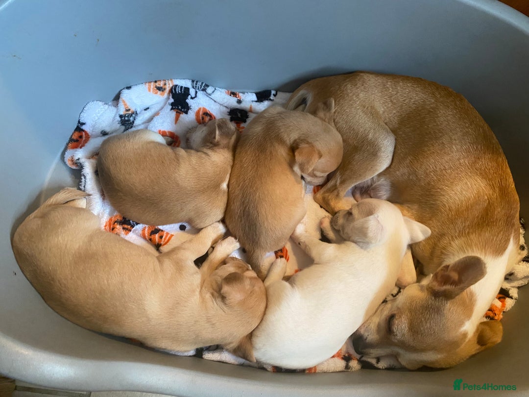 Chihuahua dogs for sale: Four beautiful chihuahua puppies 1 boy 3 girls  - Image 13