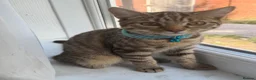 British Shorthair cats for sale: 4 month old Male tabby kitten in Birmingham - Advert 2