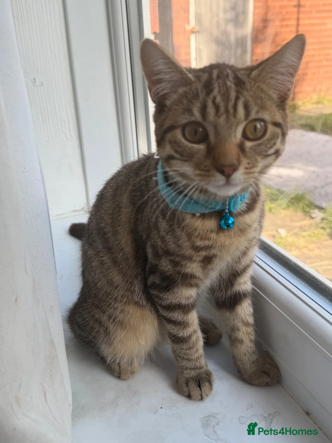British Shorthair cats for sale: 4 month old Male tabby kitten in Birmingham - Advert 2