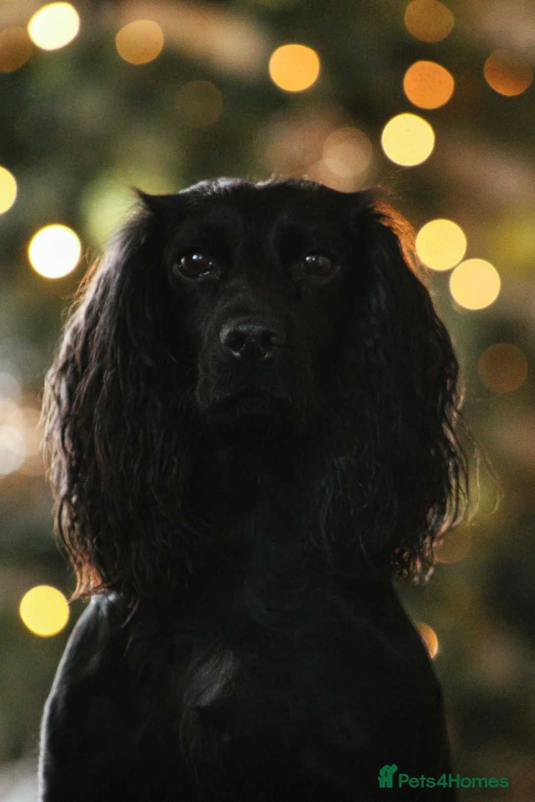 Cockapoo dogs for sale: Gorgeous F1 cockapoos🥰🥰 - Advert 2