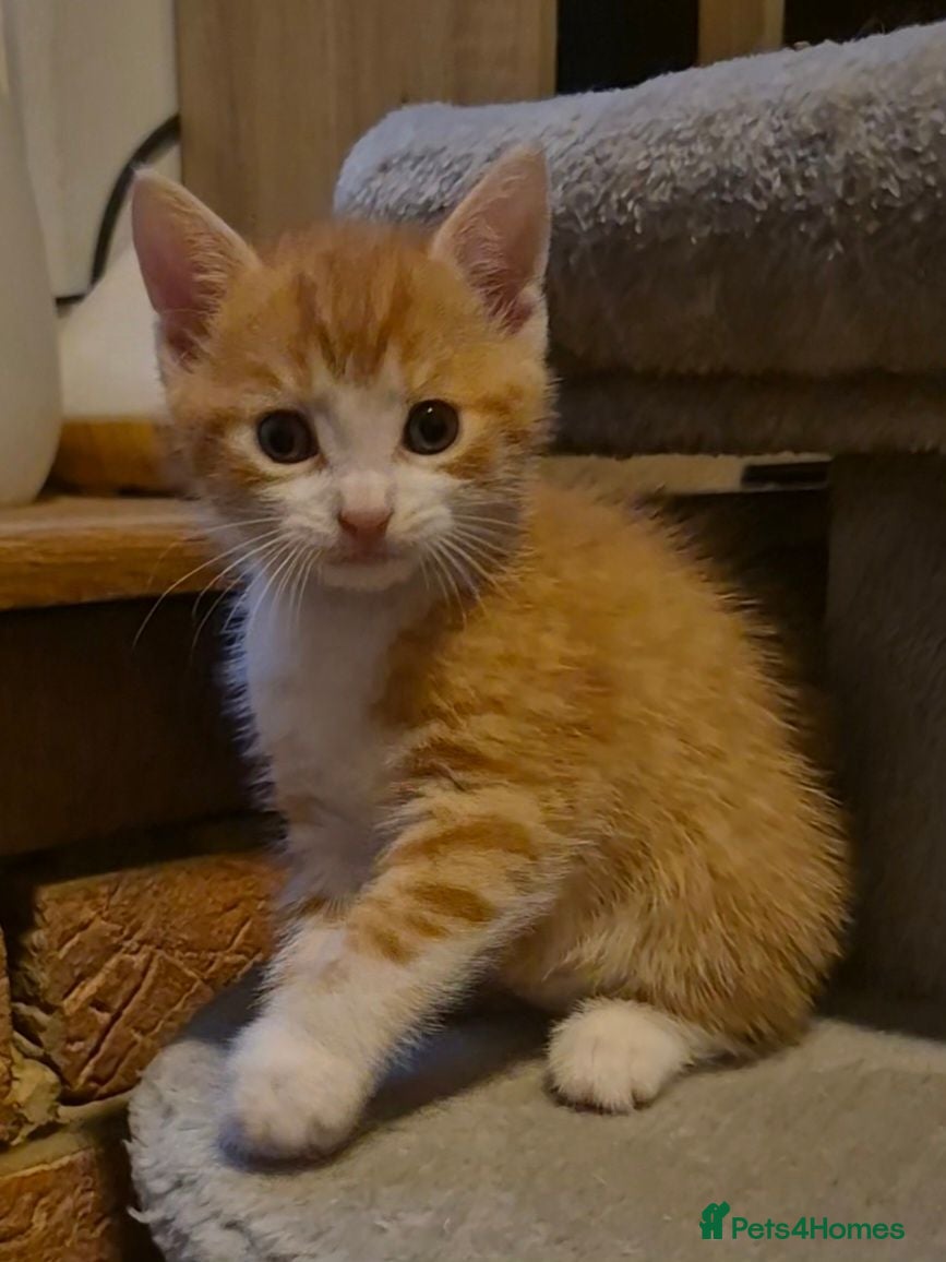 Mixed Breed cats 1 beautiful little boy left from a litter of 6 - Advert 3