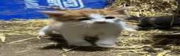 Mixed Breed cats for sale: Beautiful farm kittens for sale - Advert 3