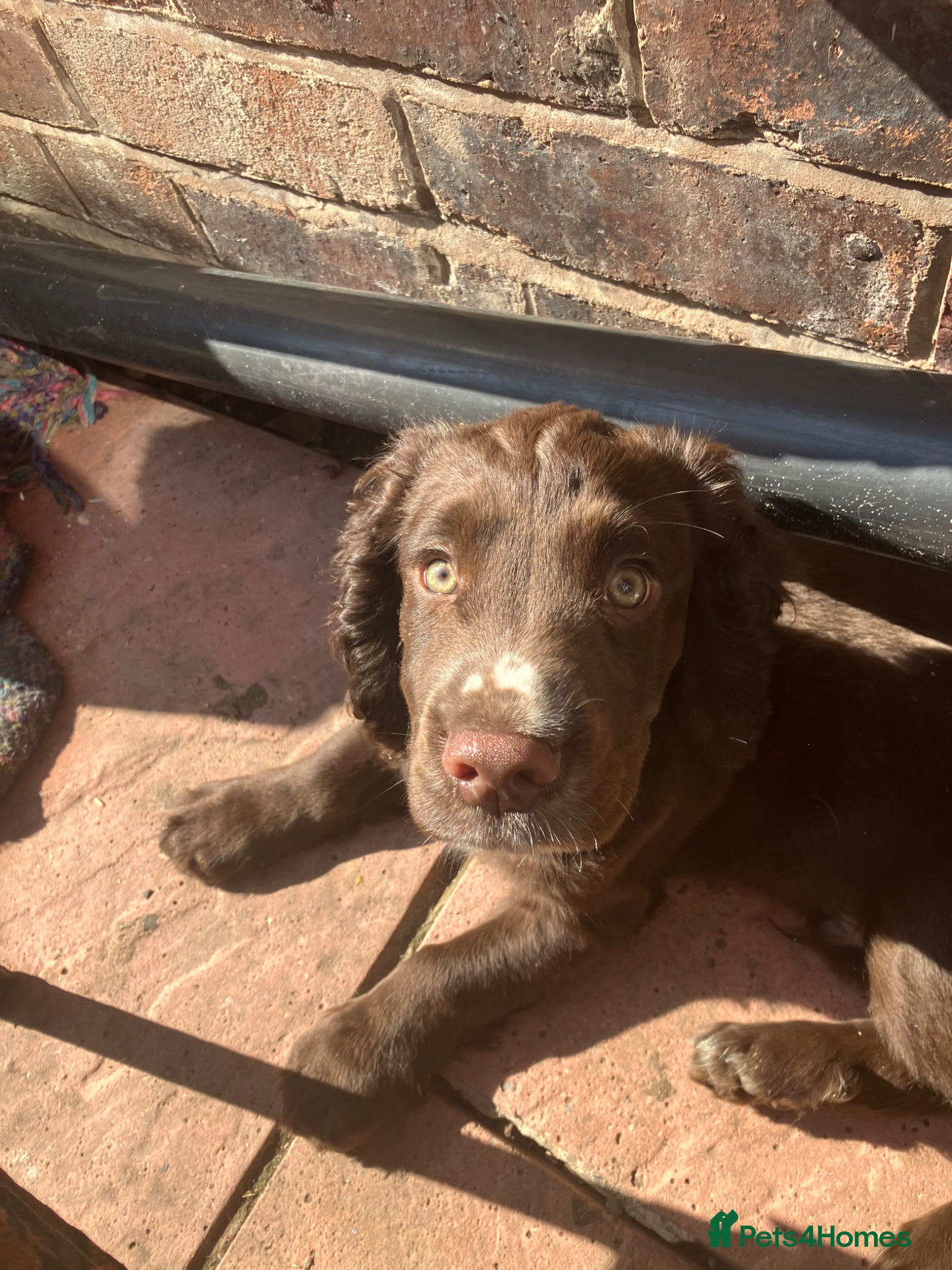 Cocker Spaniel dogs cocker spaniel puppies  - Advert 8