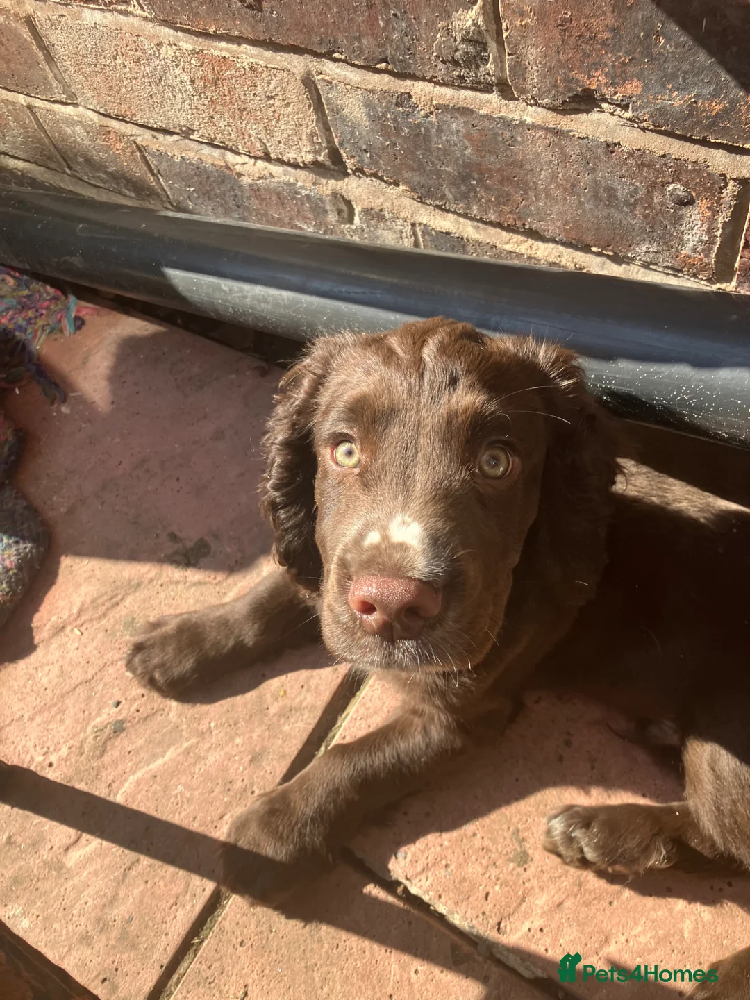 Cocker Spaniel dogs for sale: cocker spaniel puppies  - Advert 1