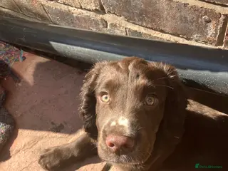 Cocker Spaniel dogs cocker spaniel puppies - Advert 8